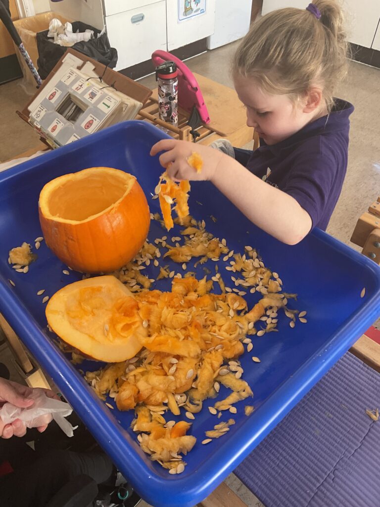 A student scoops the pulp and seeds out from her pumpkin into the play tray.